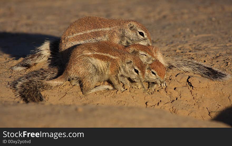 Family of ground squirrels hugging each other for warmth. Family of ground squirrels hugging each other for warmth