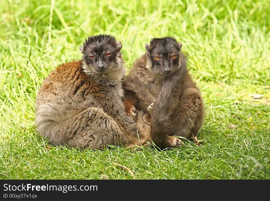 Photo of Brown Lemurs on Safari