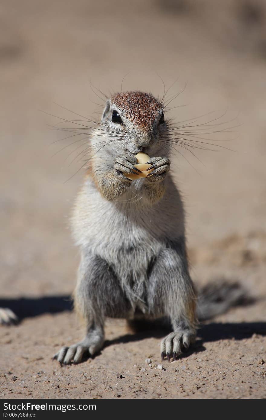 Ground squirrel eating a peanut with claws. Ground squirrel eating a peanut with claws