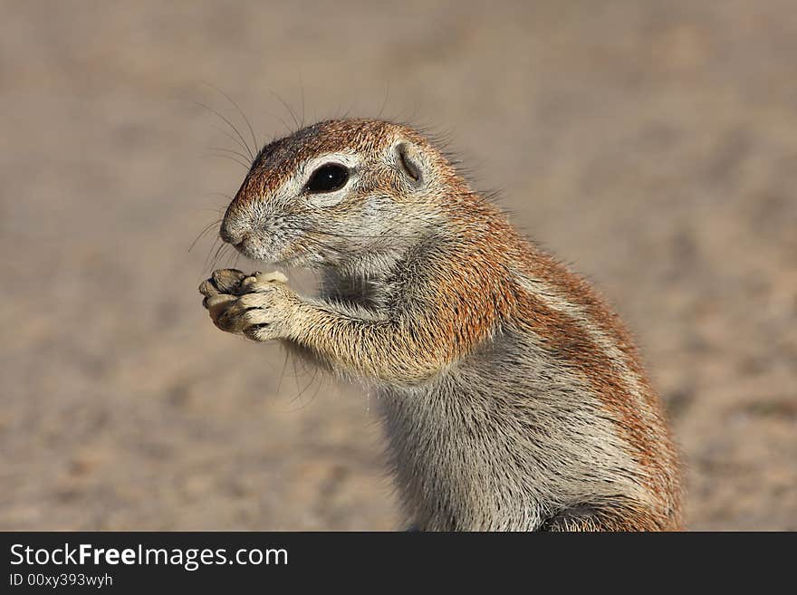 Ground squirrel eating a peanut held in hands