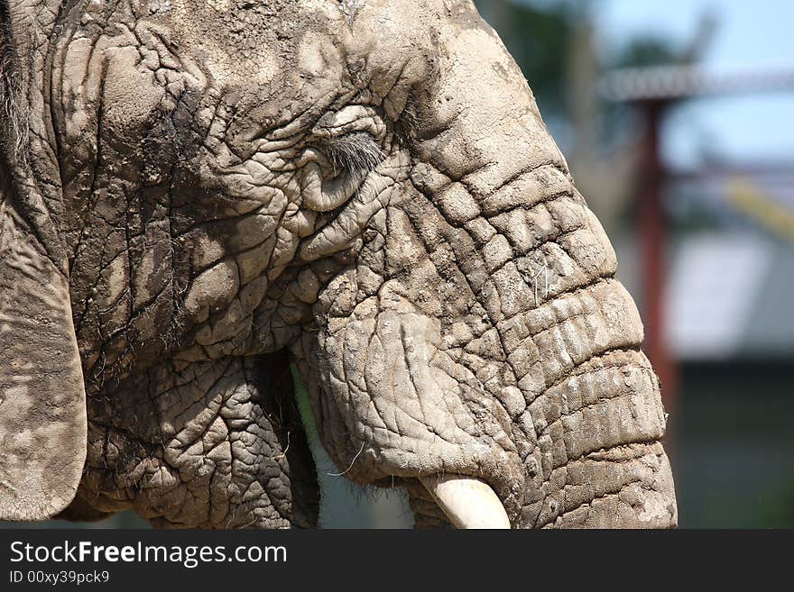 Close up of an elephant head on Safari. Close up of an elephant head on Safari