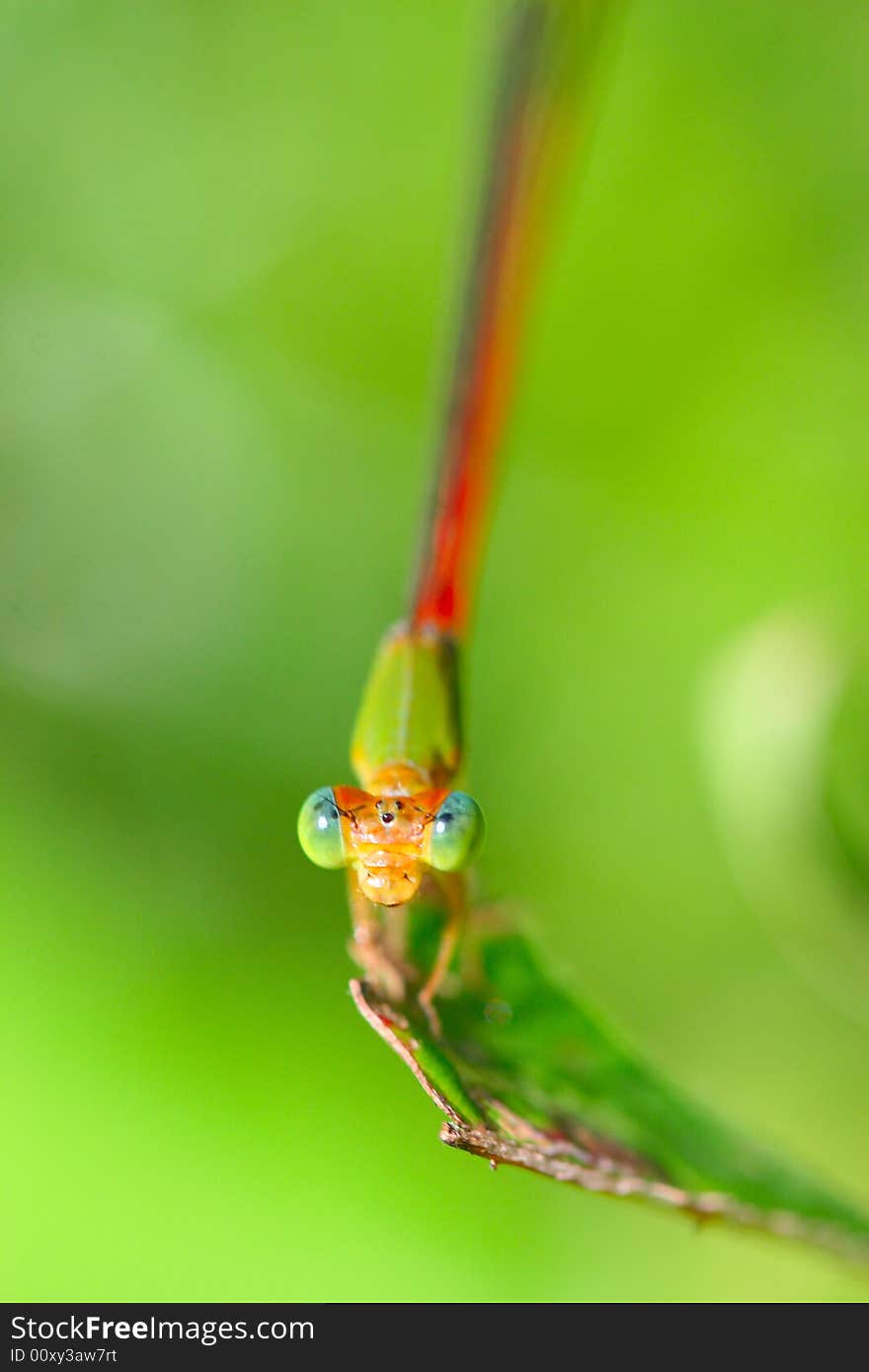 The damselfly on a plant .waiting for the food .