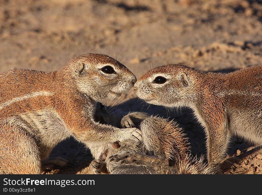 Ground squirrels greating each other while grooming