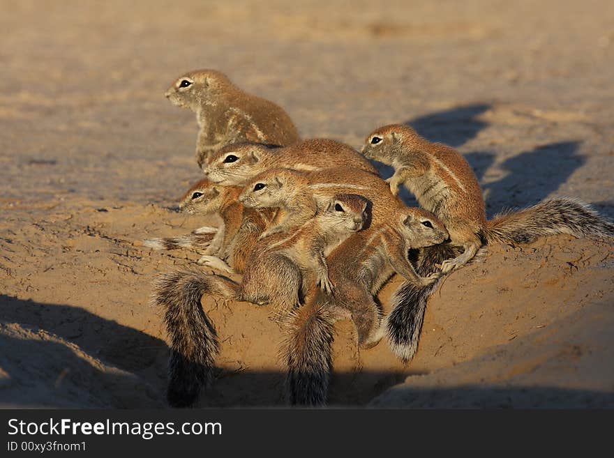 Family of ground squirrels taking a group hug