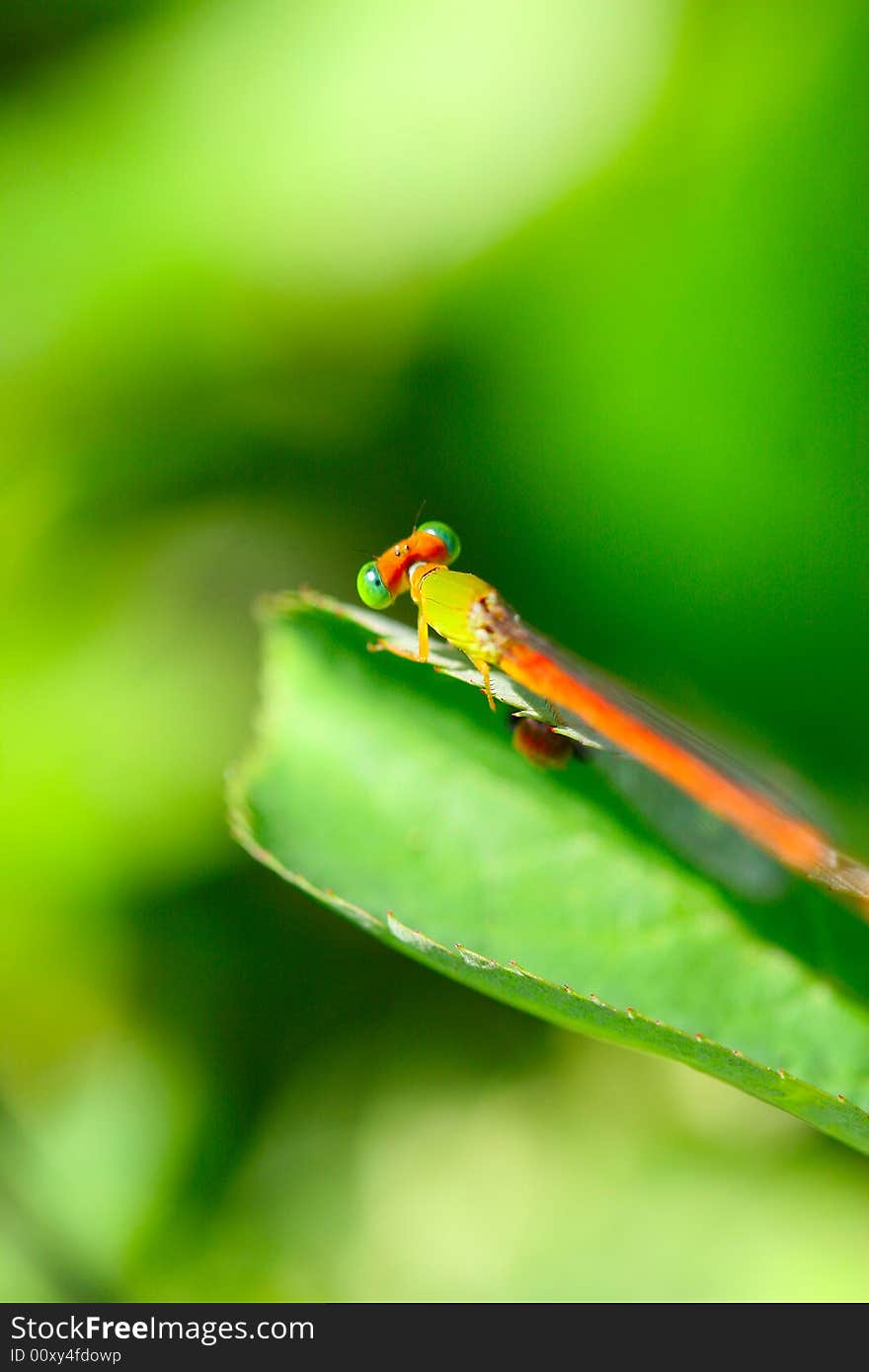 The damselfly on a plant .waiting for the food .