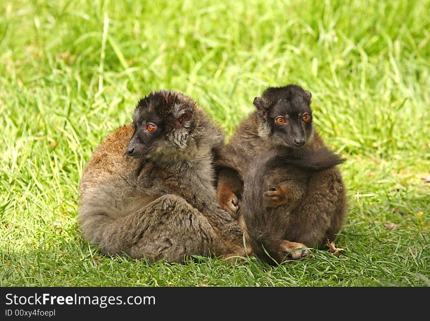 Photo of Brown Lemurs on Safari