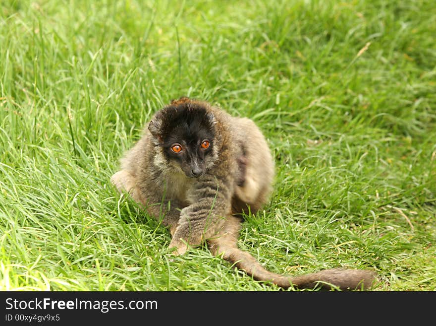 Photo of Brown Lemurs on Safari