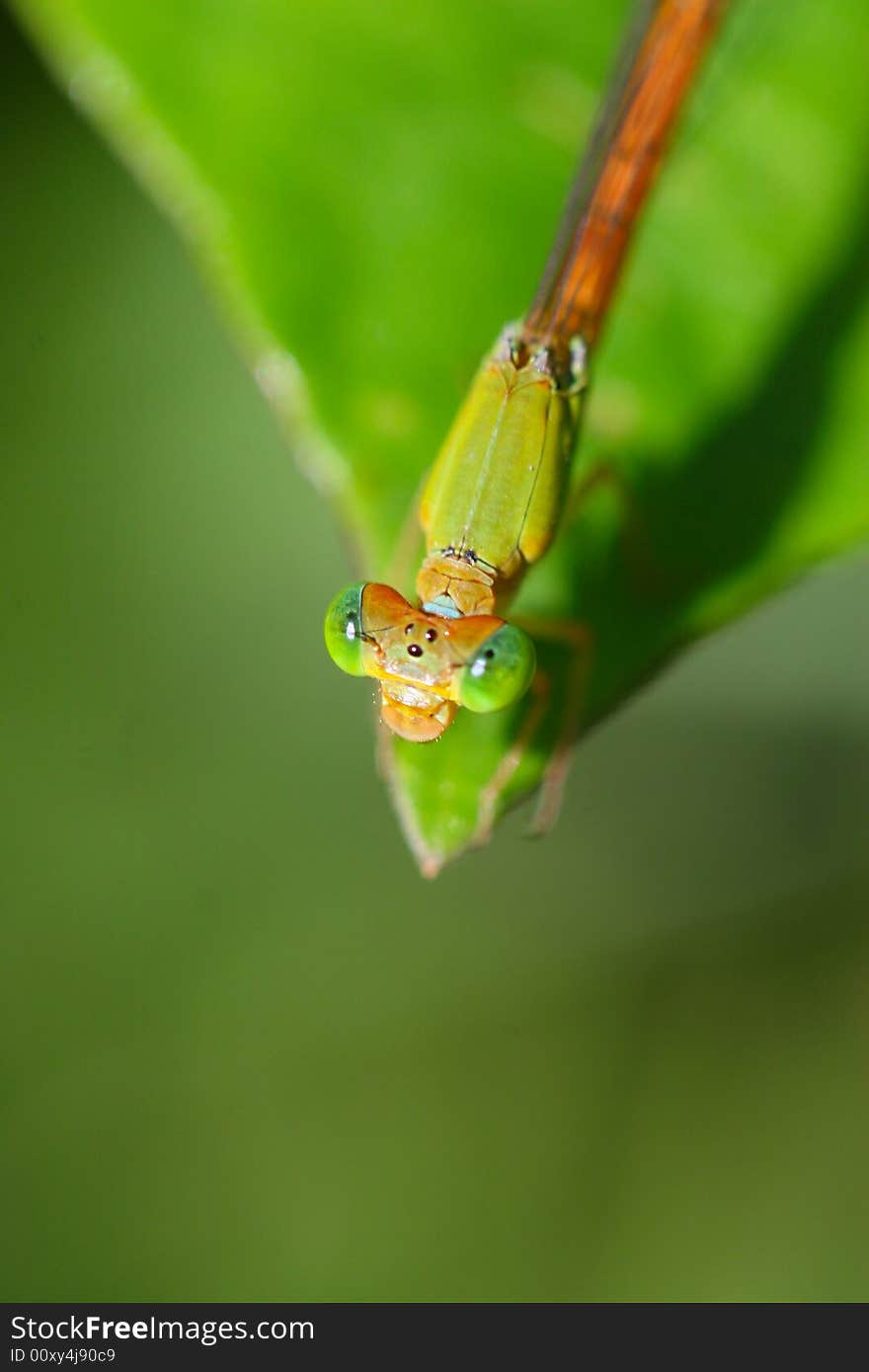 The dragonfly on a plant .waiting for the food . The dragonfly on a plant .waiting for the food .