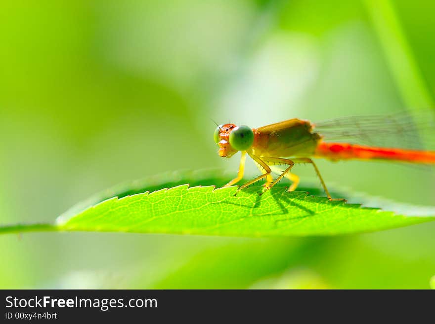 The damselfly on a plant .waiting for the food .