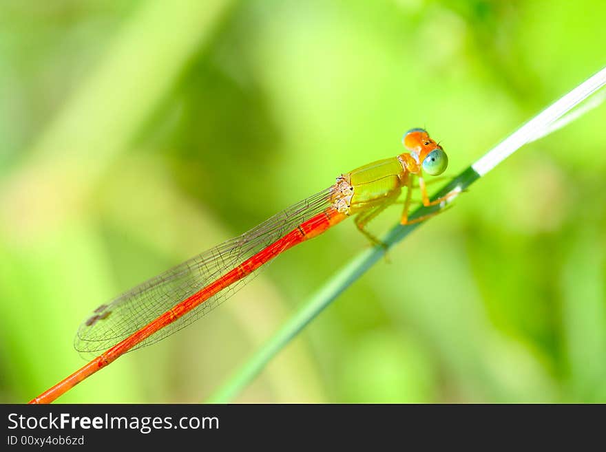 The damselfly on a plant .waiting for the food .