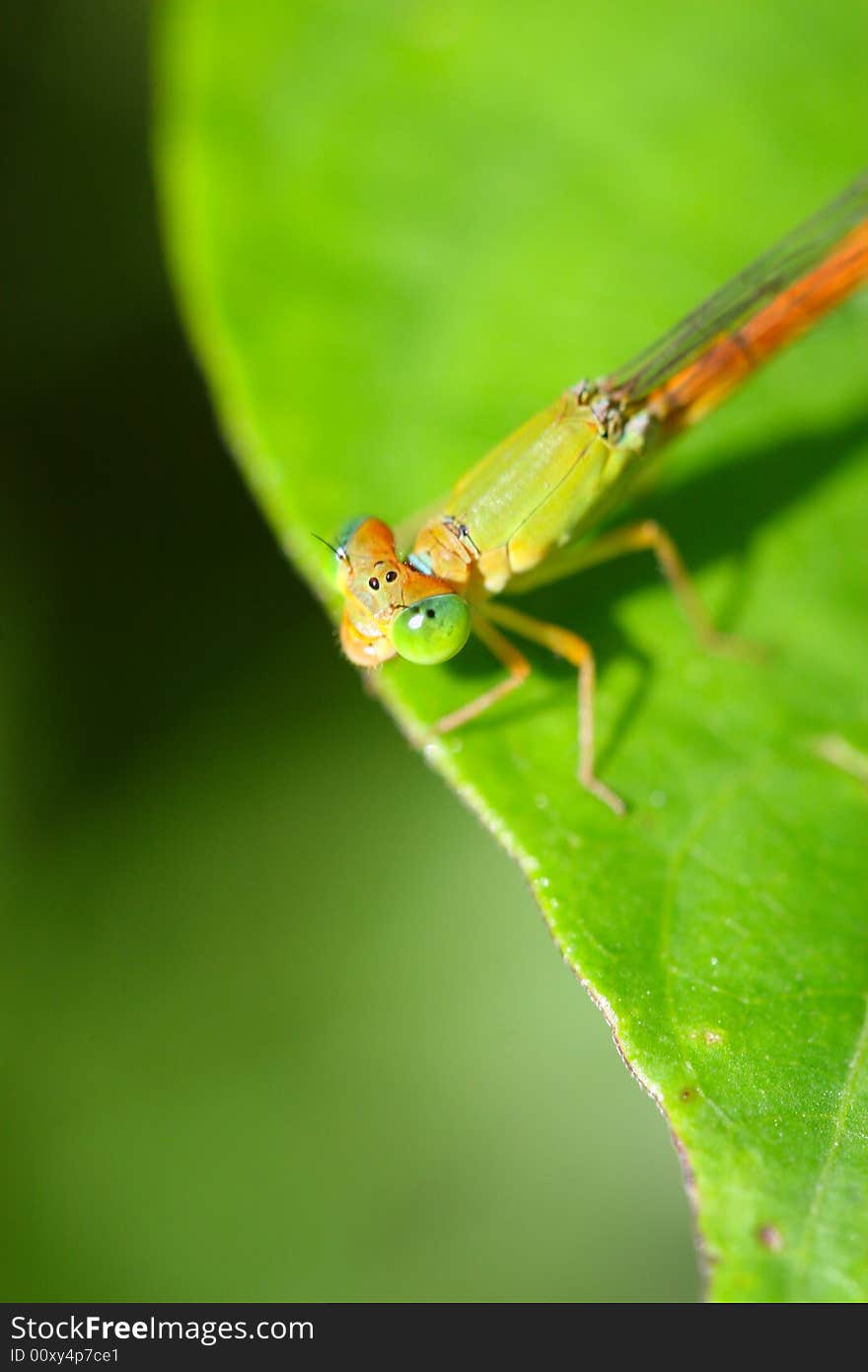 The damselfly on a plant .waiting for the food .