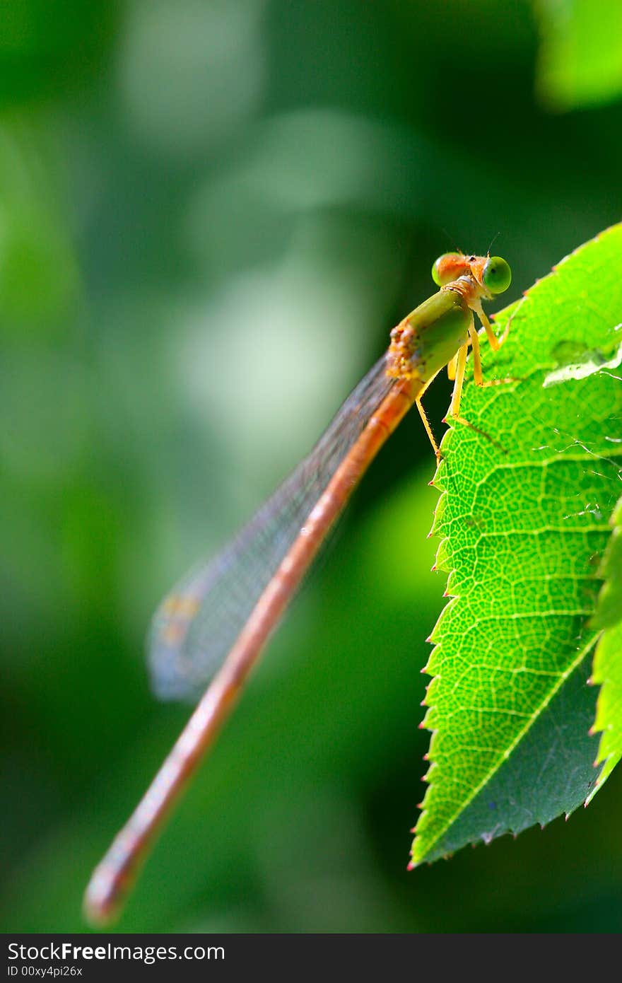 The damselfly on a plant .waiting for the food .