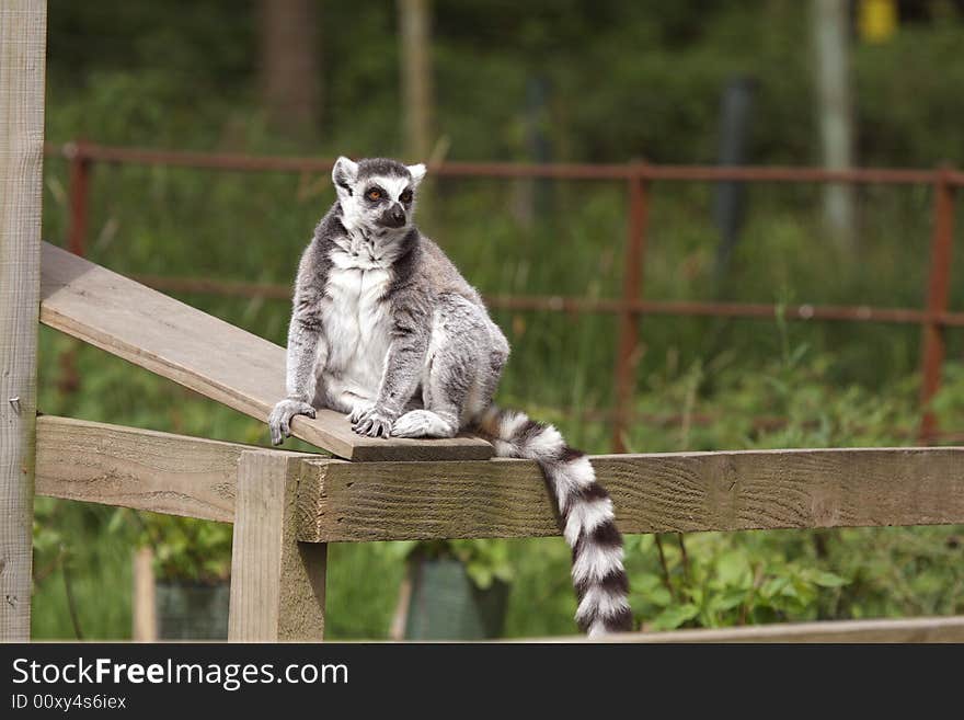 Photo of Ring Tail Lemurs on Safari. Photo of Ring Tail Lemurs on Safari