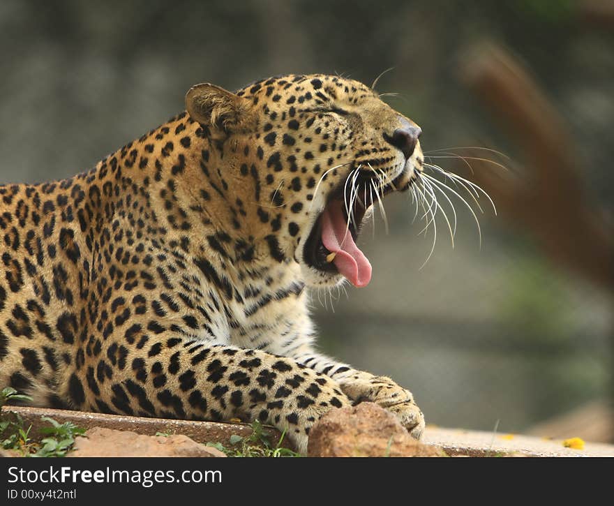 Leopard is in yawning, I like the charismatic face