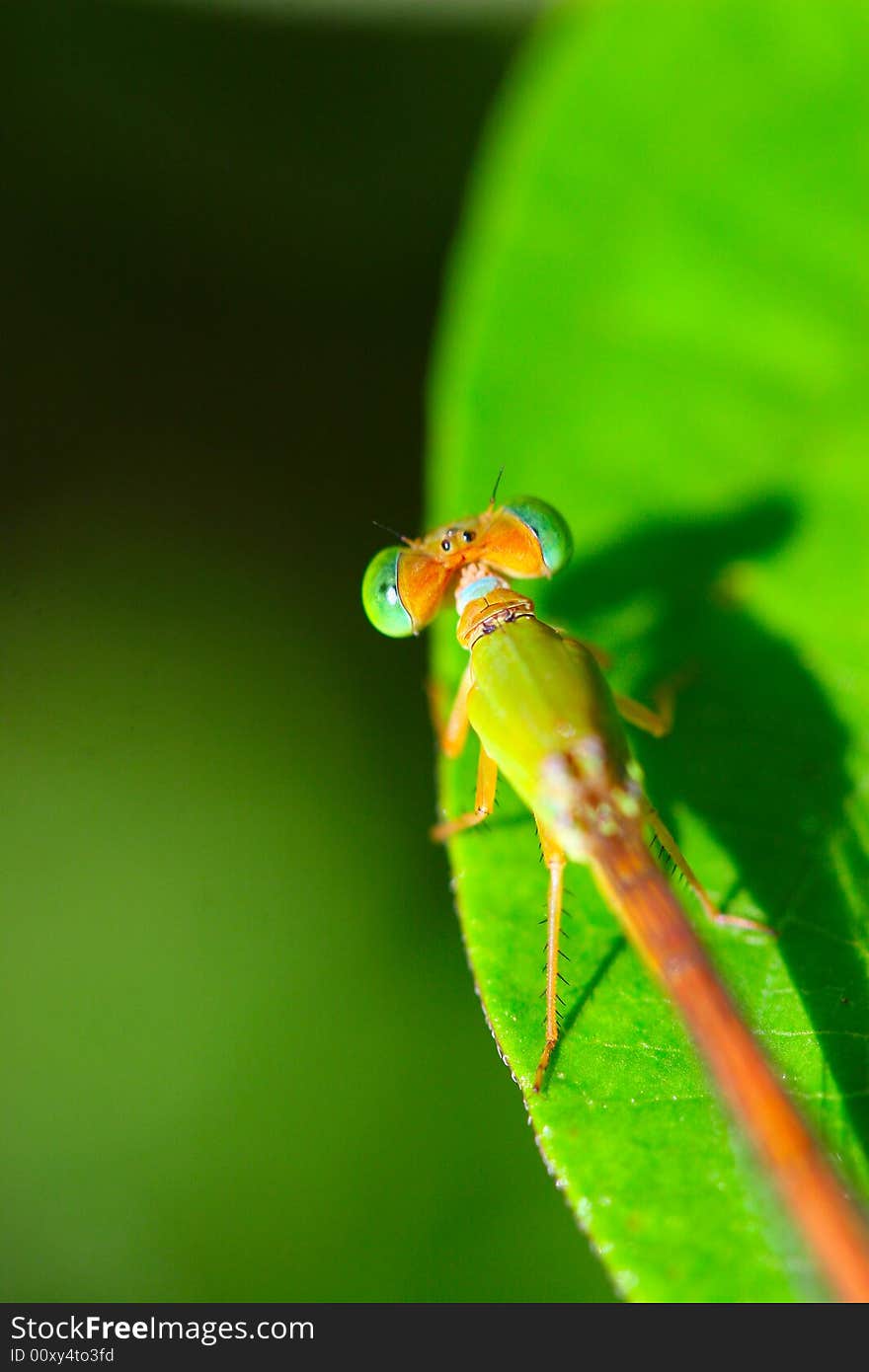 The dragonfly on a plant .waiting for the food . The dragonfly on a plant .waiting for the food .