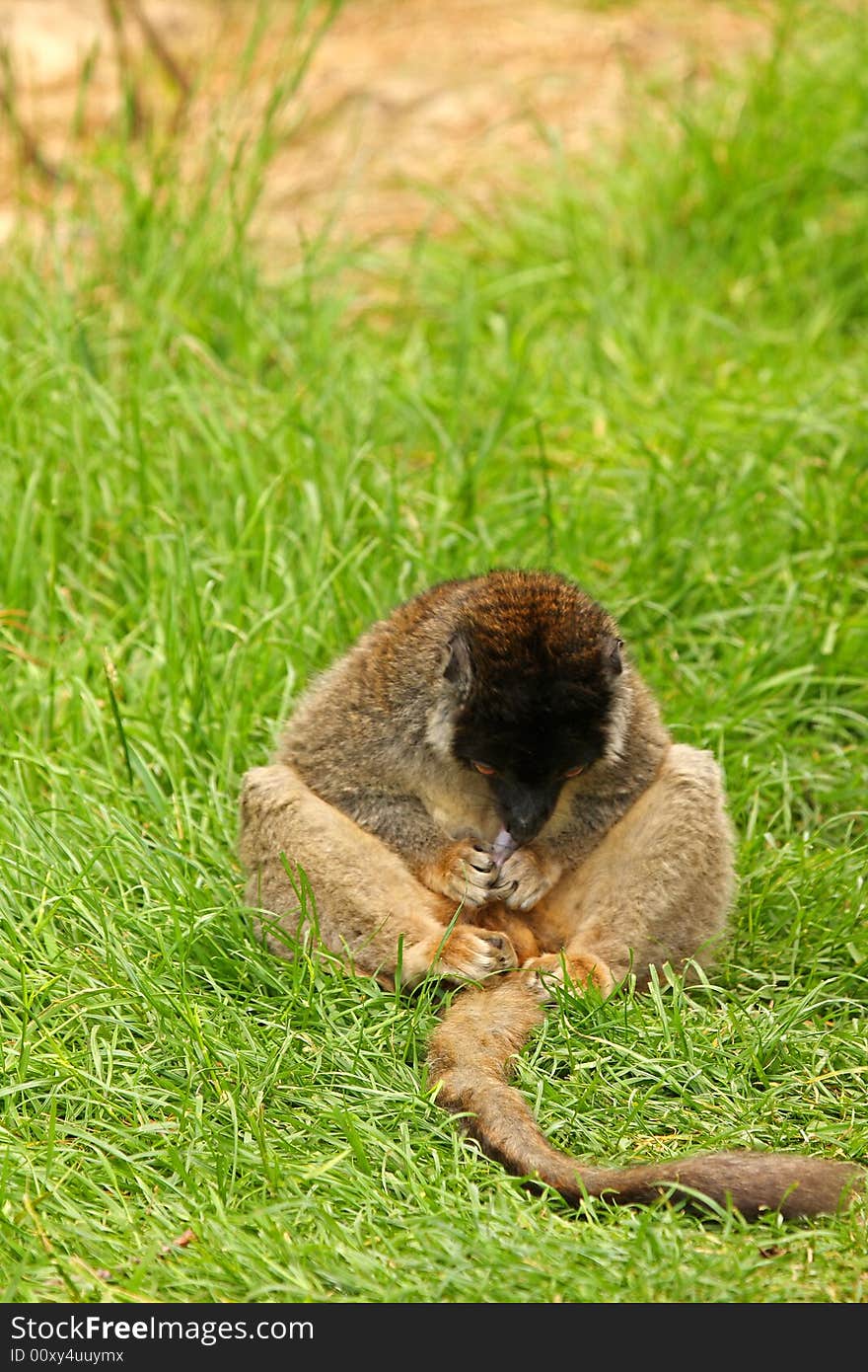 Photo of Brown Lemurs on Safari