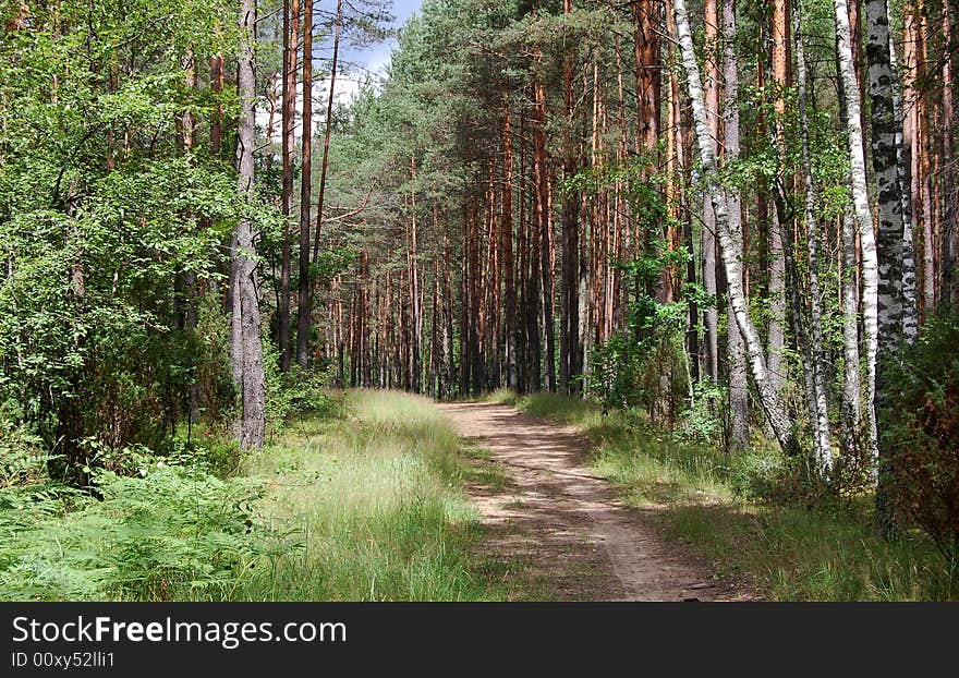 Road in the forest