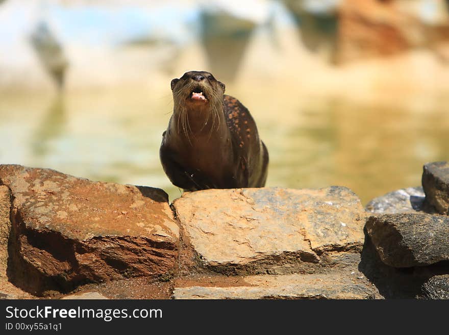 Otters are amphibious (or in one case aquatic) fish-eating mammals. The otter subfamily Lutrinae forms part of the family Mustelidae, which also includes weasels, polecats, badgers, as well as others. With thirteen species in seven genera, otters have an almost worldwide distribution.They eat mainly fish, clams, lobsters, shrimp, and mice if they have to. Otters are playful animals, for example sliding repeatedly down snowy slopes, apparently from sheer enjoyment.