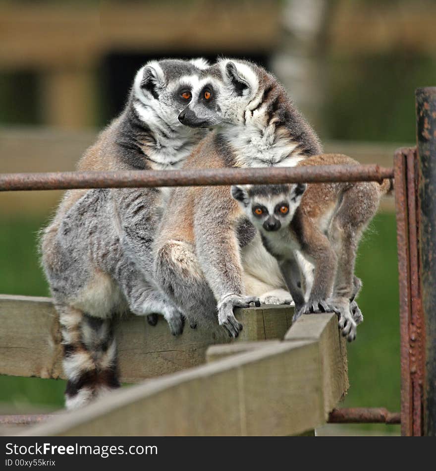 Photo of Ring Tail Lemurs on Safari. Photo of Ring Tail Lemurs on Safari