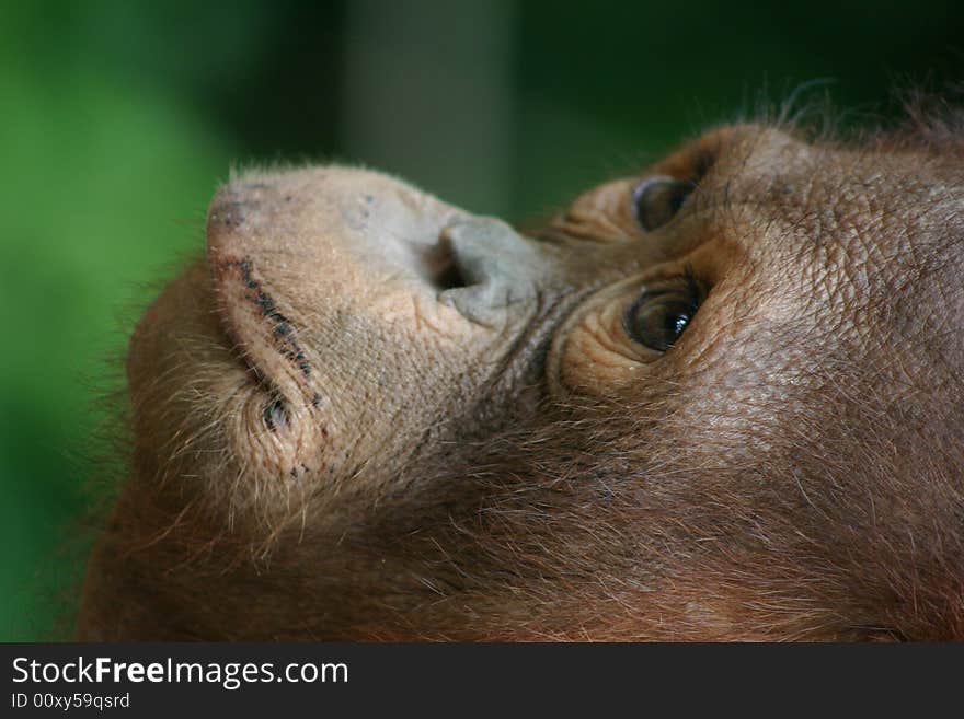 Young Orangutan from Borneo rainforest