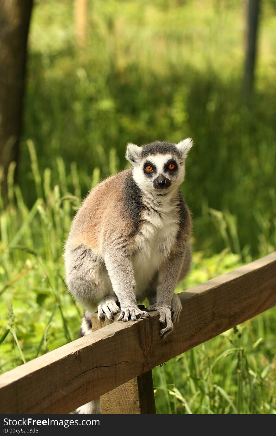 Photo of Ring Tail Lemurs on Safari. Photo of Ring Tail Lemurs on Safari