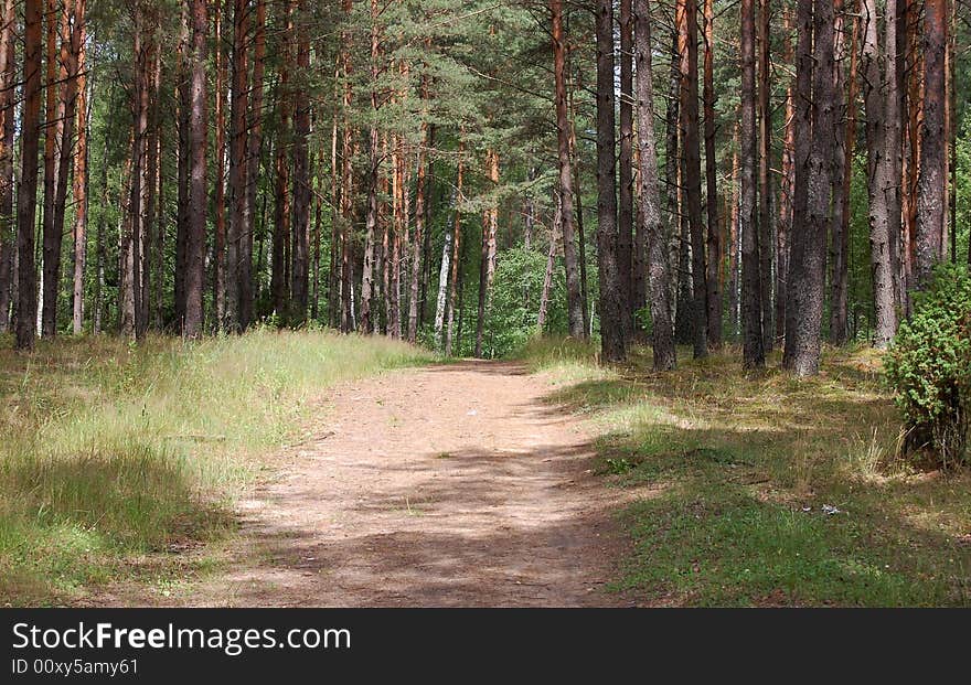 Road In The Pine Forest