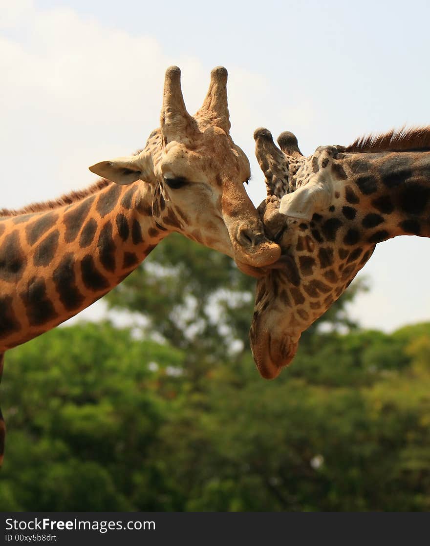 Giraffe in the savanna, long neck and curious face. Giraffe in the savanna, long neck and curious face