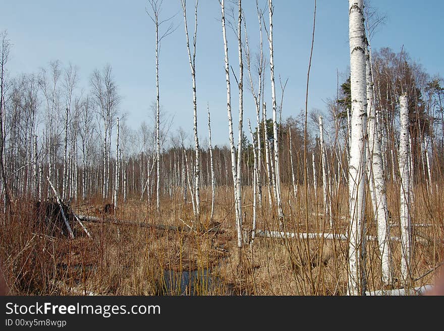 Dead birches