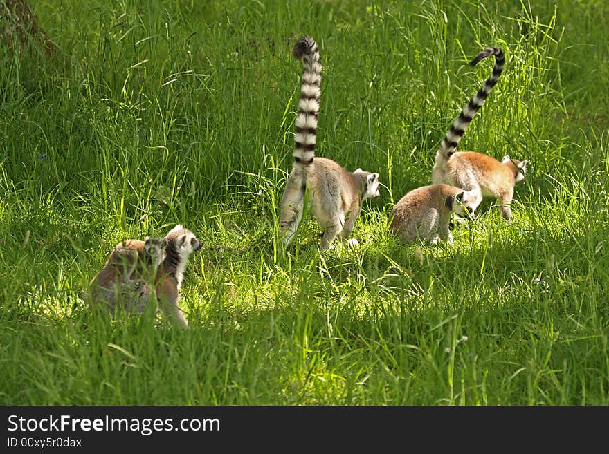 Photo of Ring Tail Lemurs on Safari. Photo of Ring Tail Lemurs on Safari