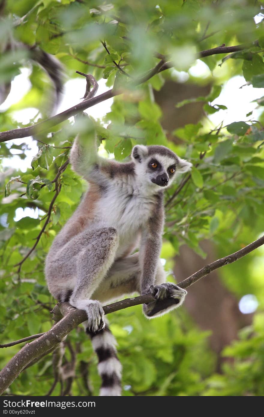 Photo of Ring Tail Lemurs on Safari. Photo of Ring Tail Lemurs on Safari