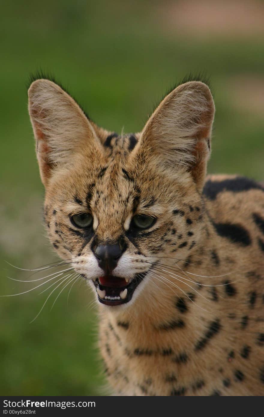 Serval