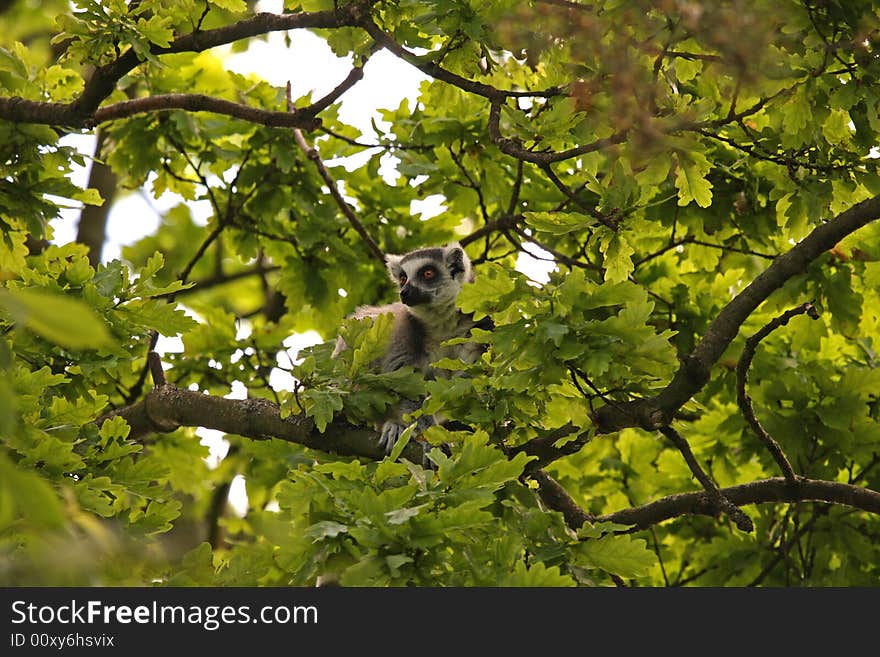 Photo of Ring Tail Lemurs on Safari. Photo of Ring Tail Lemurs on Safari