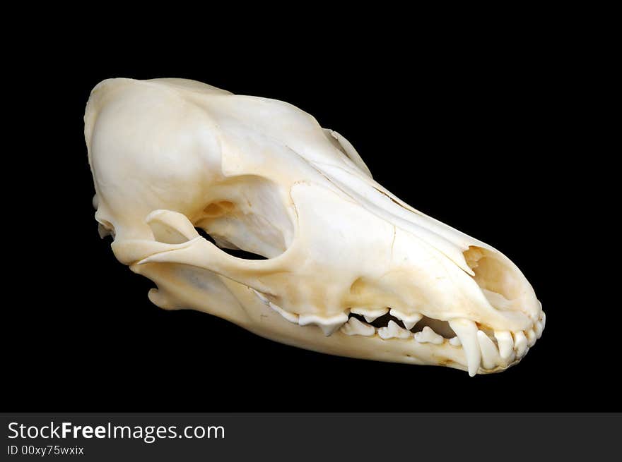 A side view of a real coyote skull on a black background, with sharp teeth and finely detailed skeletal structure. A side view of a real coyote skull on a black background, with sharp teeth and finely detailed skeletal structure.