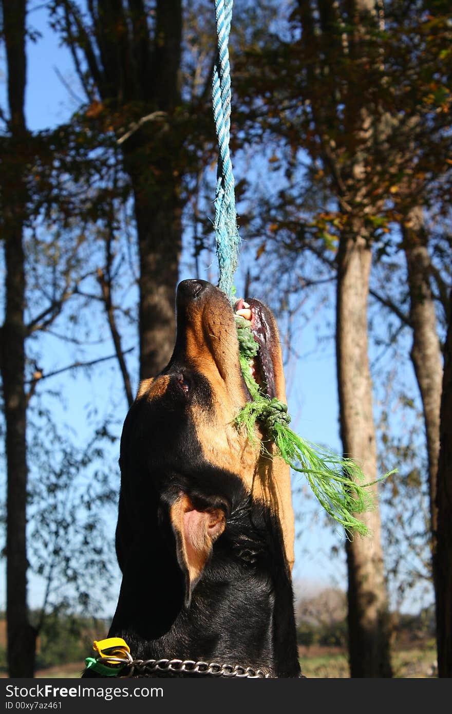 Dog aggressively hangs from rope by his teeth. Dog aggressively hangs from rope by his teeth