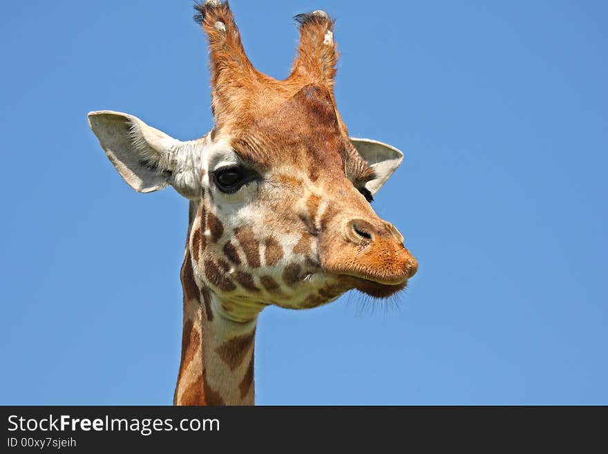 Close up of Giraffe's head