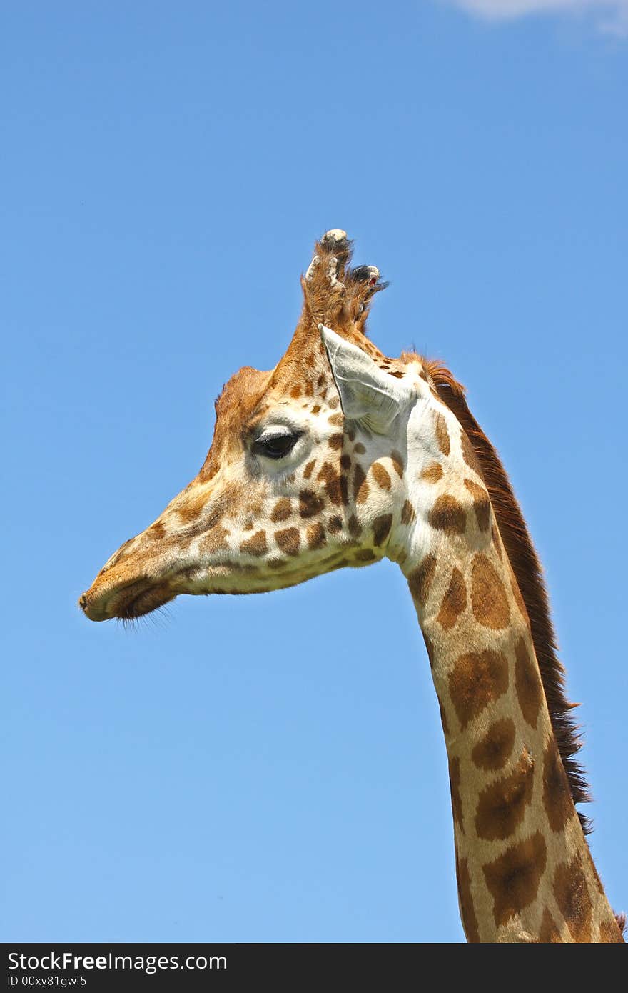 Close up of Giraffe's head