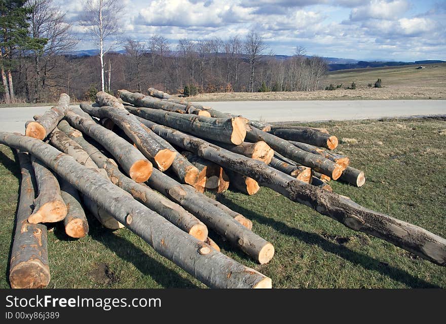 The stump of a trees. The stump of a trees