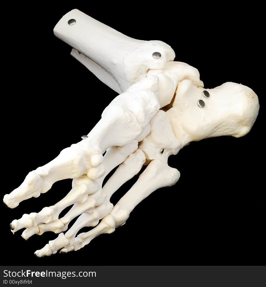 A highly detailed articulated model of a human foot, with all the bones represented, from the toes to just past the ankle. View from underneath. A highly detailed articulated model of a human foot, with all the bones represented, from the toes to just past the ankle. View from underneath.