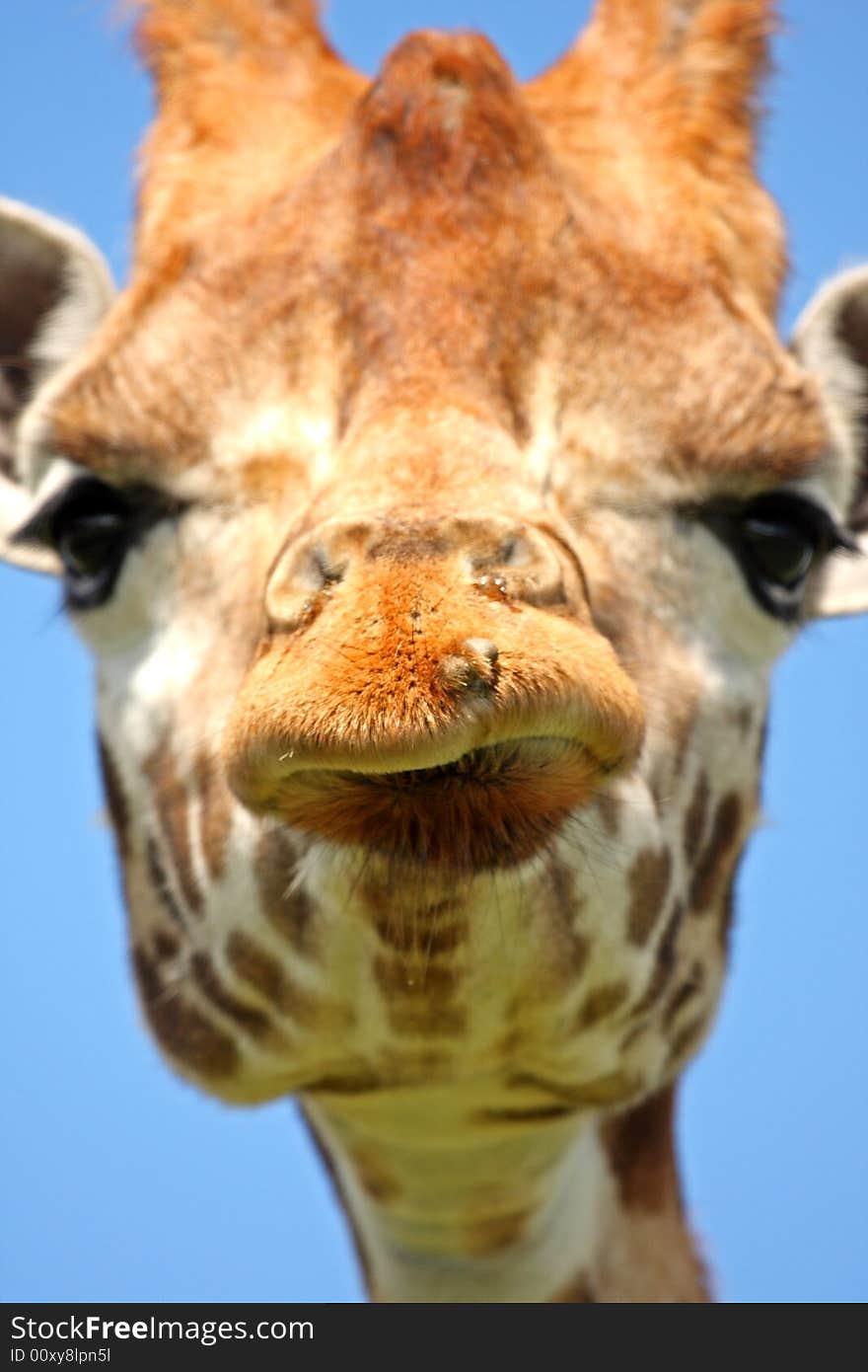 Close up of Giraffe