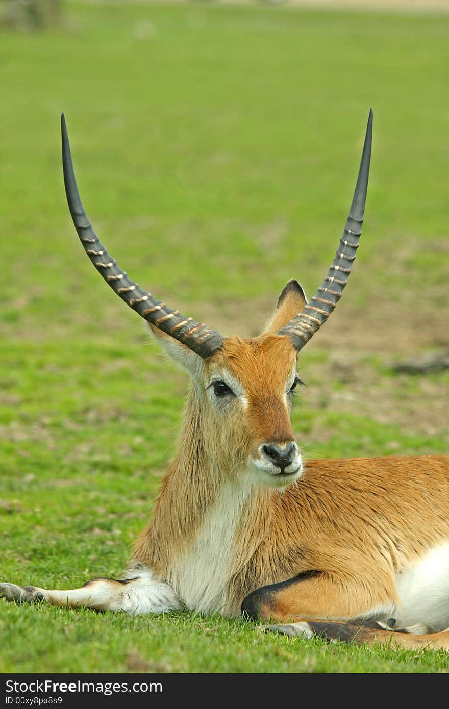 Male Antelope