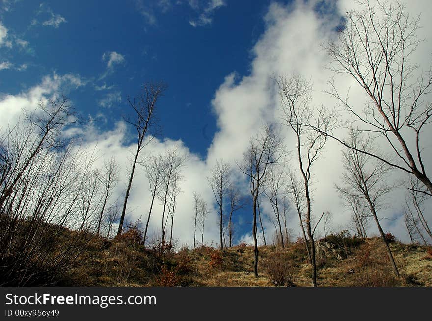 Trees And Sky