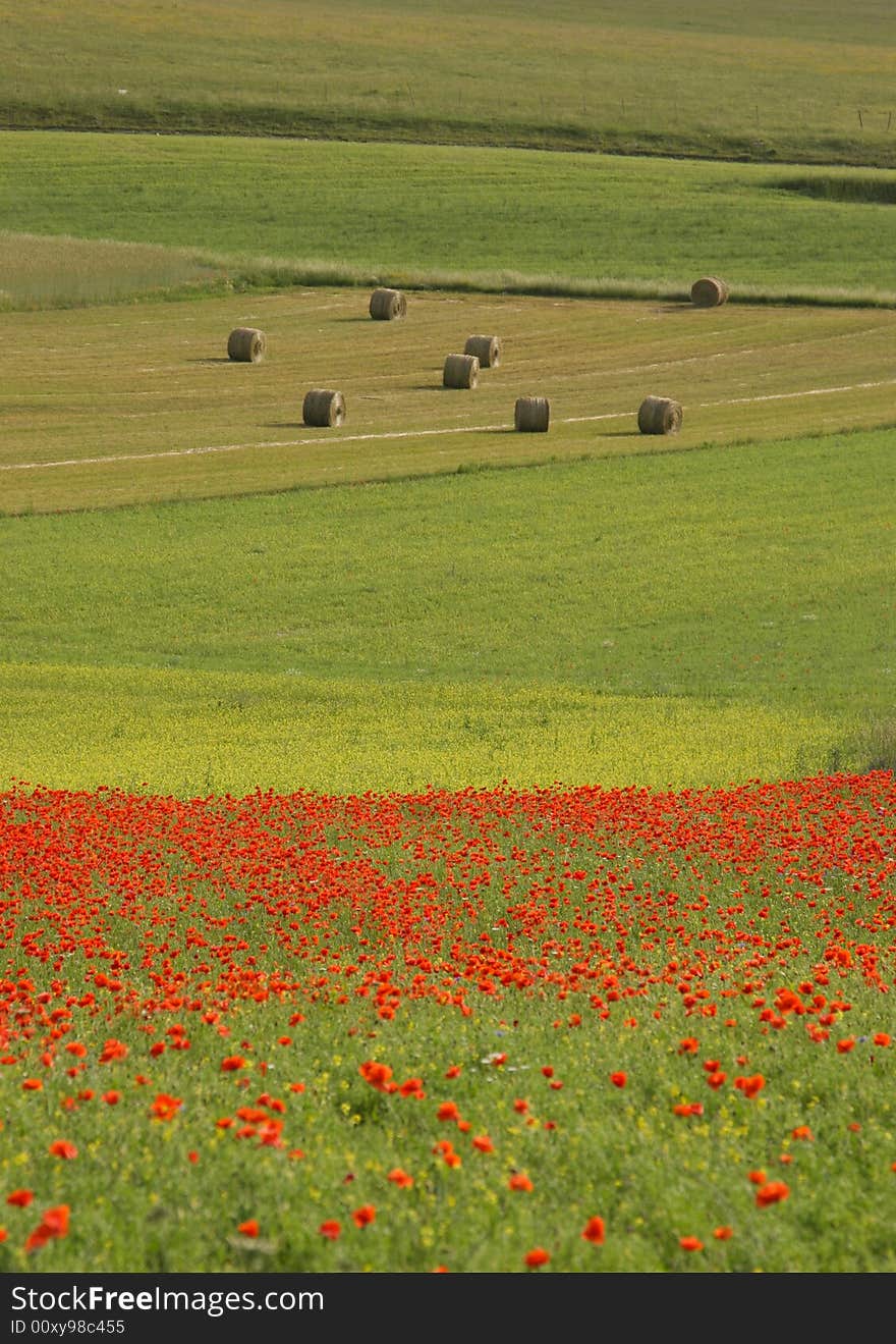 Apennine Poppies, Hay Bales, And Lentil Fields