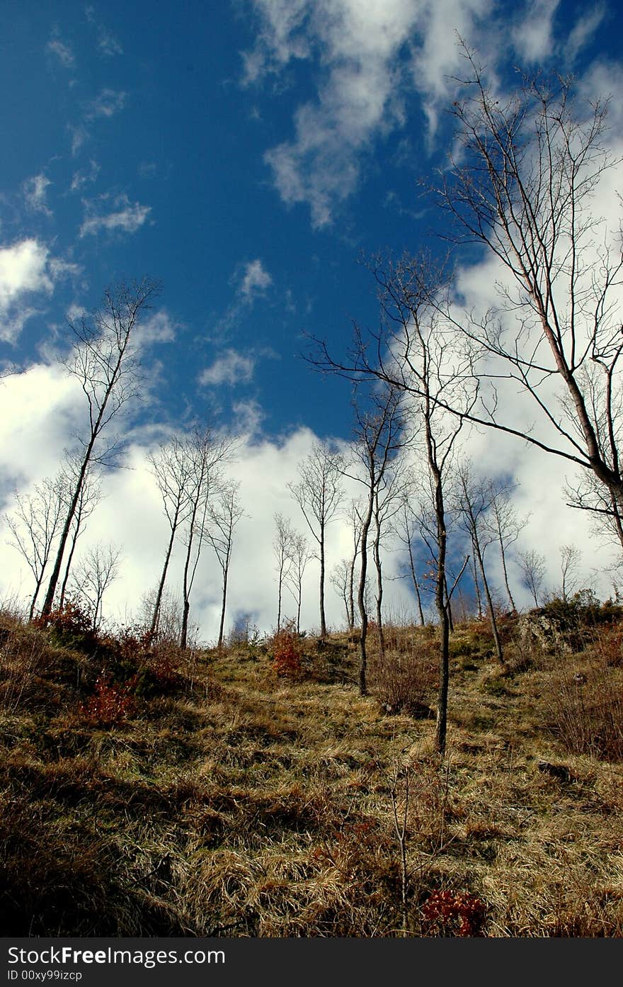 Trees and Sky