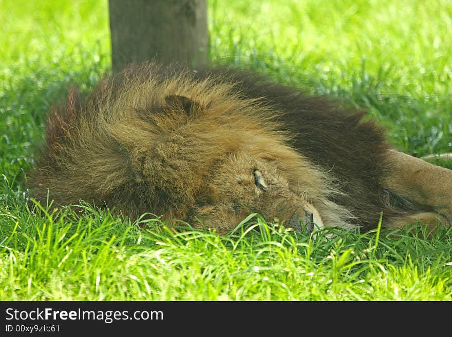 Male Lion - king of the jungle