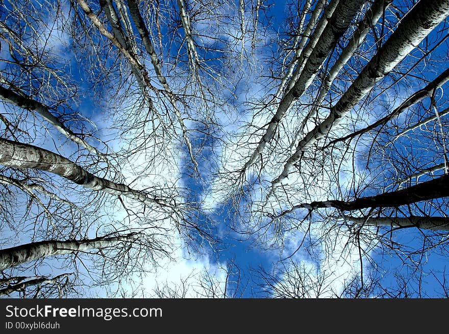 Trees And Sky