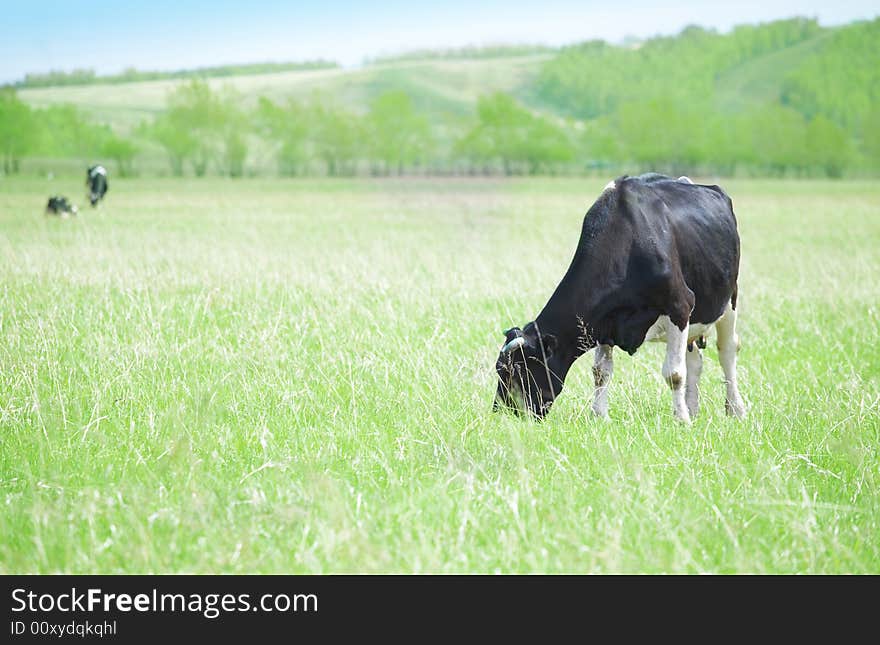 Cows in green field