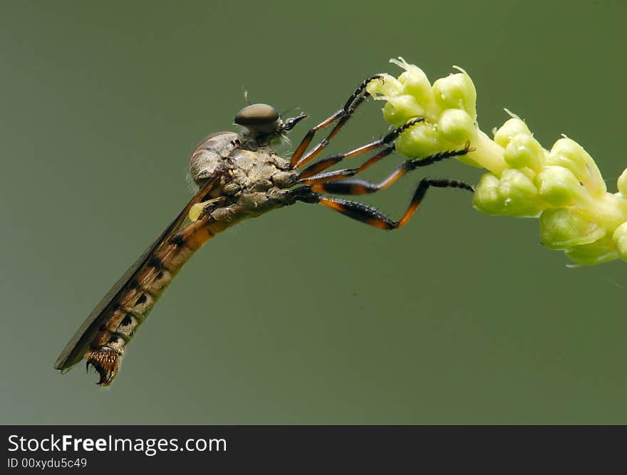 The mighty TABANIDAE