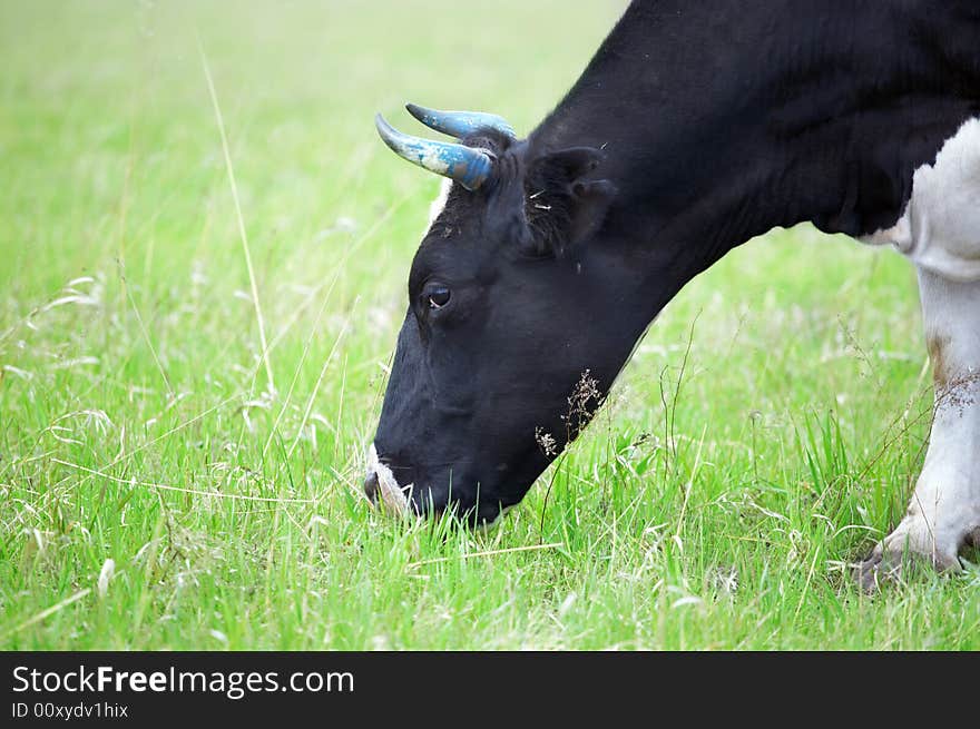 Cows in green field