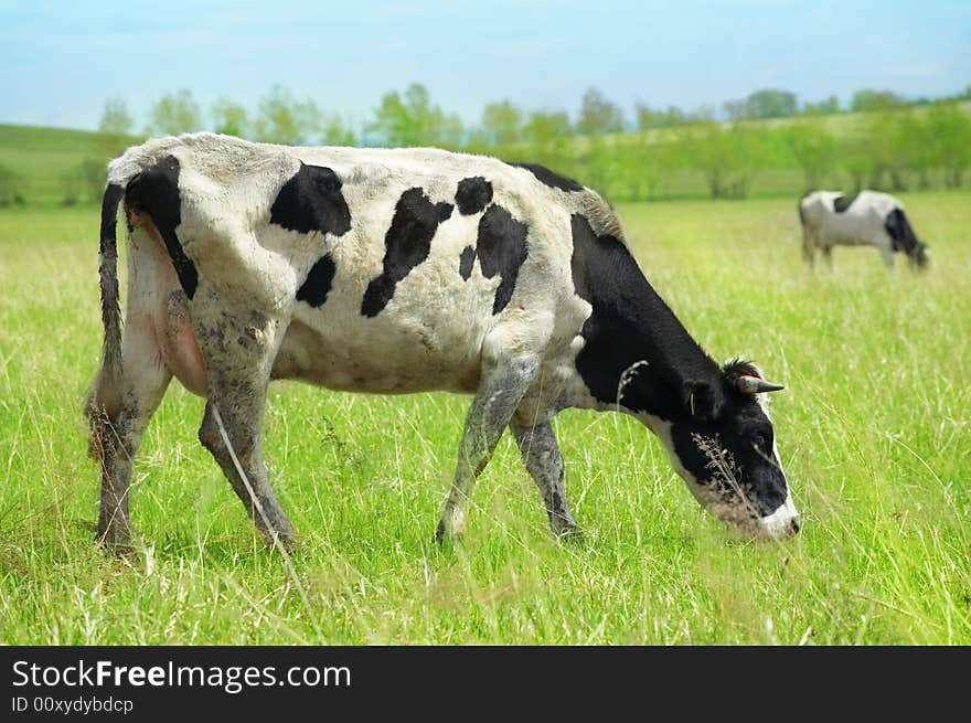 Cows in green field under blue sky