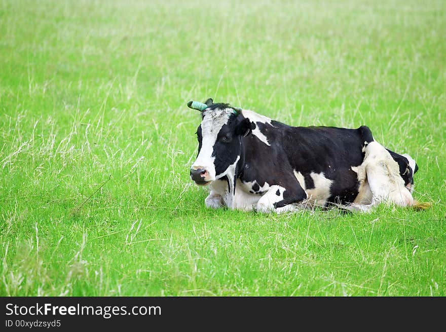 Cows in green field